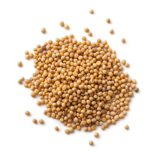 Mustard Seeds exporter in India